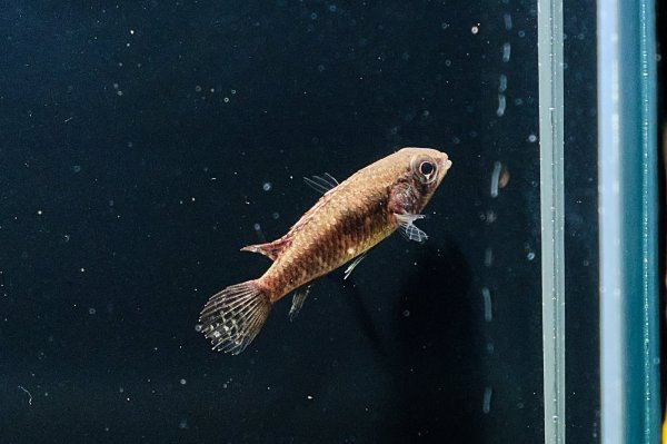 画像7: アピストグラマ エリザベサエ(リオネグロ) ペア WILD (7)