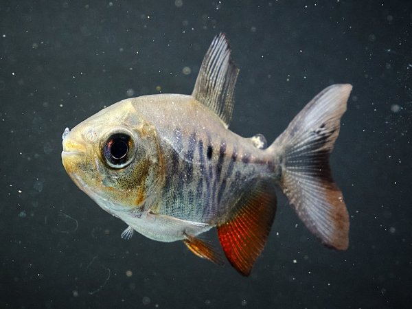 画像1: イエローコロソマ(5cm±)WILDサンフランシスコ (1)