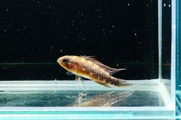 画像2: アピストグラマ エリザベサエ(リオネグロ) ペア WILD (2)