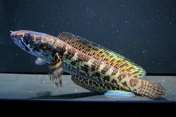 画像1: バイオレットスネークヘッド(11cm±)WILD (1)