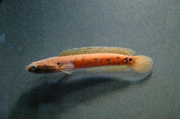 画像2: コウタイ スーパーレッド(13cm±) (2)