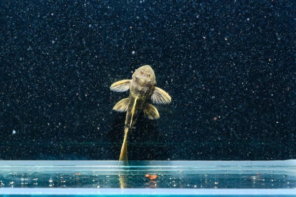 画像6: ウルトラスカーレットトリムプレコ(4cm±)ブリード (6)