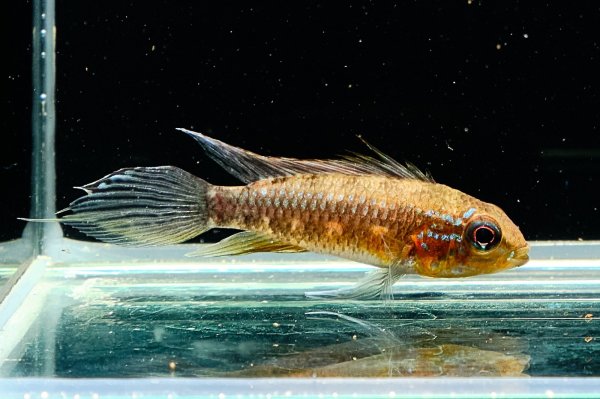 画像3: アピストグラマ エリザベサエ(リオネグロ) ペア WILD (3)