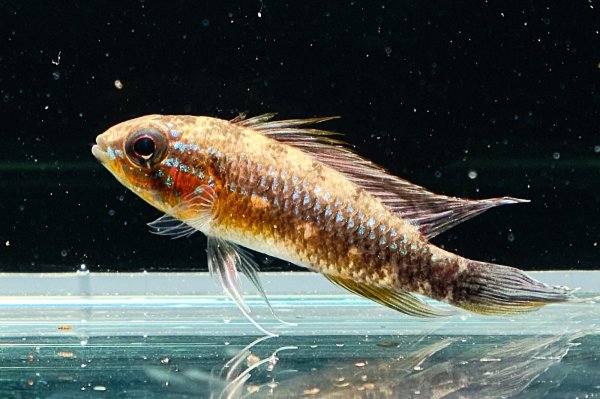 画像1: アピストグラマ エリザベサエ(リオネグロ) ペア WILD (1)