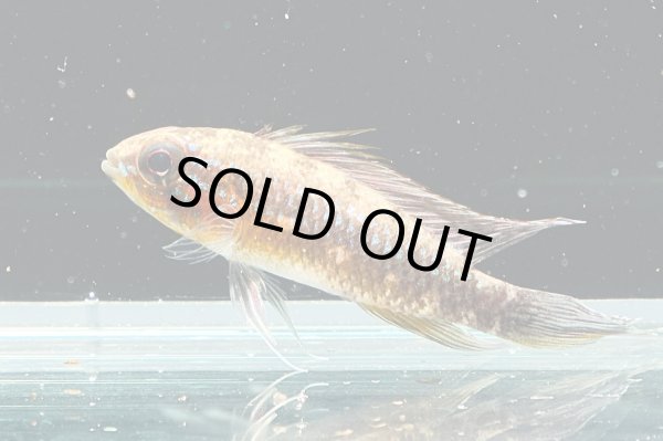 画像1: アピストグラマ エリザベサエ(リオネグロ) ペア WILD (1)