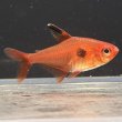 画像3: レッドファントム テトラ ルブラ(3cm±) (3)