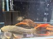 画像1: ウルトラスカーレットトリムプレコ(32cm±)WILD (1)