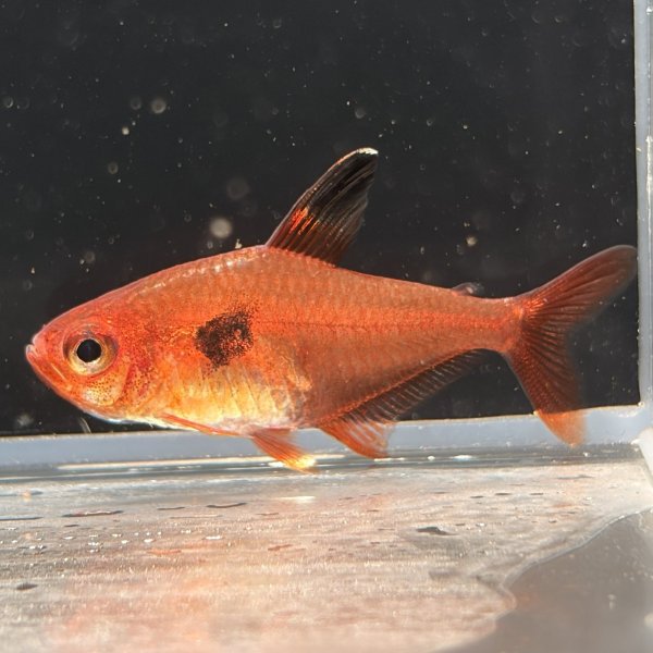 画像2: レッドファントム テトラ ルブラ(3cm±) (2)
