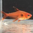 画像1: レッドファントム テトラ ルブラ(3cm±) (1)