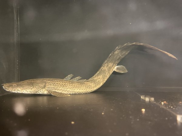 画像1: ポリプテルス ビキールラプラディ(40cm±)WILDニジェールリバー 訳アリ (1)