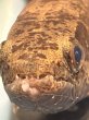 画像3: ホプリアスSP.タバジョス(13cm±)WILD (3)