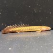 画像1: ポリプテルス トゥジェルシー(6cm±)ブリード (1)