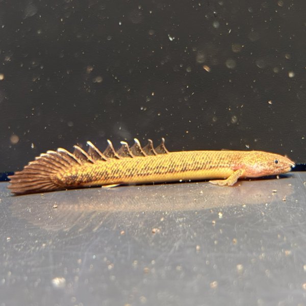 画像1: ポリプテルス トゥジェルシー(6cm±)ブリード (1)