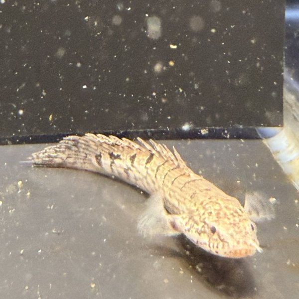 画像2: ポリプテルス デルヘッジィ(6cm±)ブリード (2)