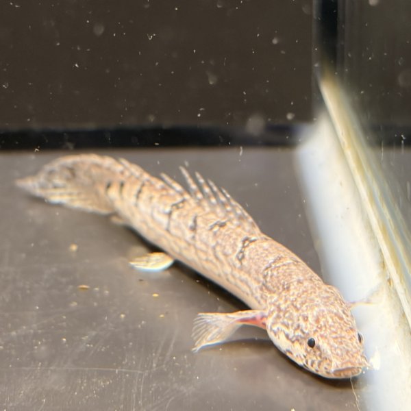 画像2: ポリプテルス デルヘッジィ(6cm±)ブリード (2)