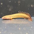 画像2: ポリプテルス トゥジェルシー(6cm±)ブリード (2)