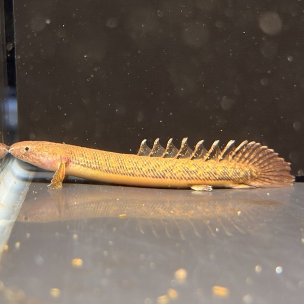 画像1: ポリプテルス トゥジェルシー(6cm±)ブリード (1)