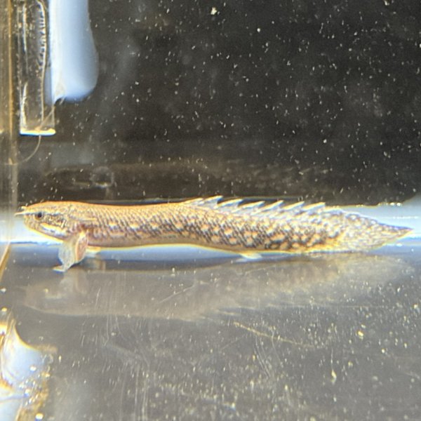 画像2: ポリプテルス パルマス ポーリー(5cm±)ブリード (2)