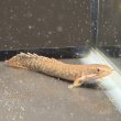 画像2: ポリプテルス パルマス ポーリー(5cm±)ブリード (2)