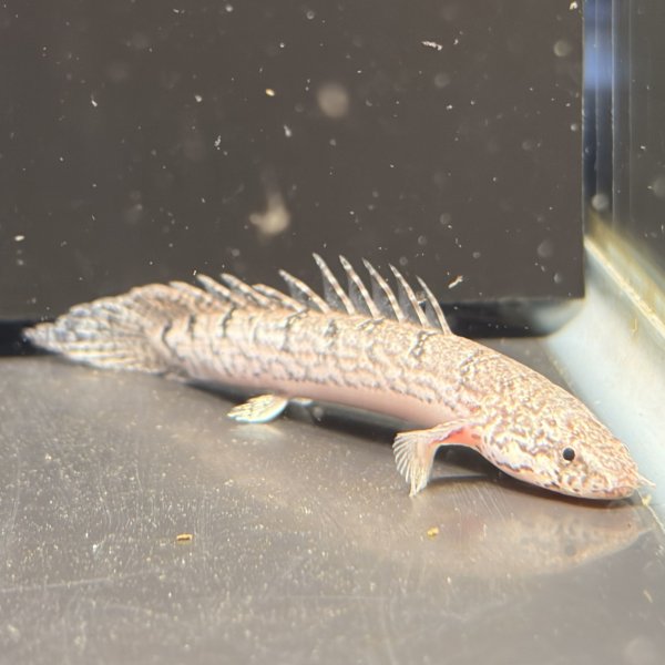 画像1: ポリプテルス デルヘッジィ(6cm±)ブリード (1)