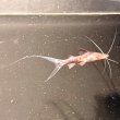 画像2: バンデットピラムターバ(7cm±)WILD (2)