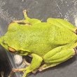 画像2: モリアオガエル（3〜4cm±） (2)