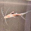 画像1: バンデットピラムターバ(7cm±)WILD (1)
