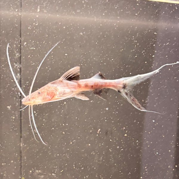 画像1: バンデットピラムターバ(7cm±)WILD (1)