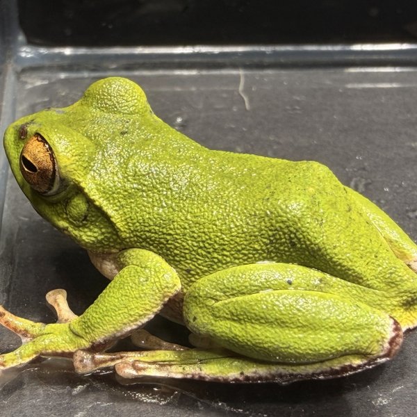 画像3: モリアオガエル（3〜4cm±） (3)