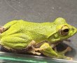 画像1: モリアオガエル（3〜4cm±） (1)