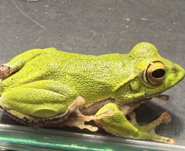 画像1: モリアオガエル（3〜4cm±） (1)