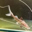 画像4: ピライーバ(5cm±)WILD (4)