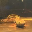 画像3: チャンナアリストネイ(8cm±)WILD (3)