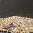 画像1: ピライーバ(5cm±)WILD (1)