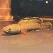 画像1: チャンナアリストネイ(8cm±)WILD (1)