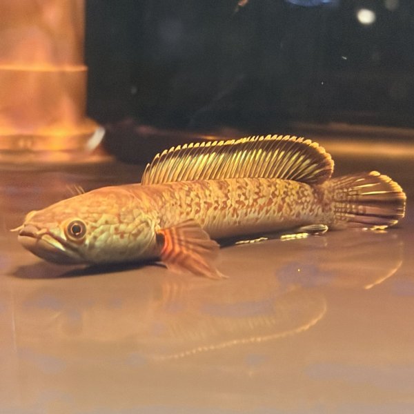 画像1: チャンナアリストネイ(8cm±)WILD (1)