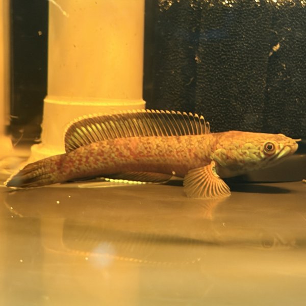 画像2: チャンナアリストネイ(8cm±)WILD (2)