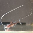 画像1: ピライーバ(5cm±)WILD (1)