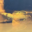 画像4: チャンナアリストネイ(8cm±)WILD (4)