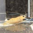 画像4: オニテナガエビ 1ペア(10cm±)国産ブリード 訳アリ (4)