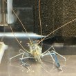 画像2: オニテナガエビ 1ペア(10cm±)国産ブリード 訳アリ (2)