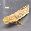 画像2: ポリプテルス パルマス ブティコフェリー(10cm±)ブリード (2)