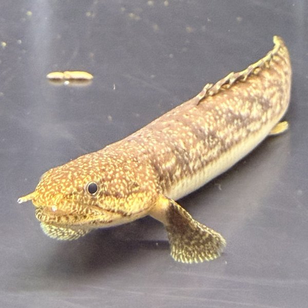 画像2: ポリプテルス パルマス ブティコフェリー(10cm±)ブリード (2)