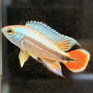 熱帯魚の通販【m8堂】スネークヘッド、アピスト、コリドラスなどを販売中 熱帯魚の通販【m8堂】スネークヘッド、アピスト、コリドラスなどを販売中