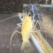 画像5: オニテナガエビ 1ペア(10cm±)国産ブリード 訳アリ (5)