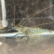 画像3: オニテナガエビ 1ペア(10cm±)国産ブリード 訳アリ (3)