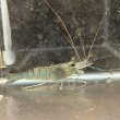 画像1: オニテナガエビ 1ペア(10cm±)国産ブリード 訳アリ (1)