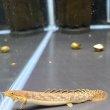 画像1: ポリプテルス パルマス ブティコフェリー(10cm±)ブリード (1)