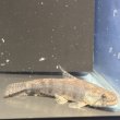 画像1: ホプリアス(7cm±)WILDペルー (1)