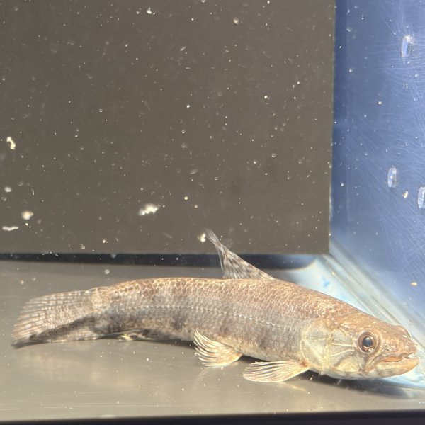 画像1: ホプリアス(7cm±)WILDペルー (1)